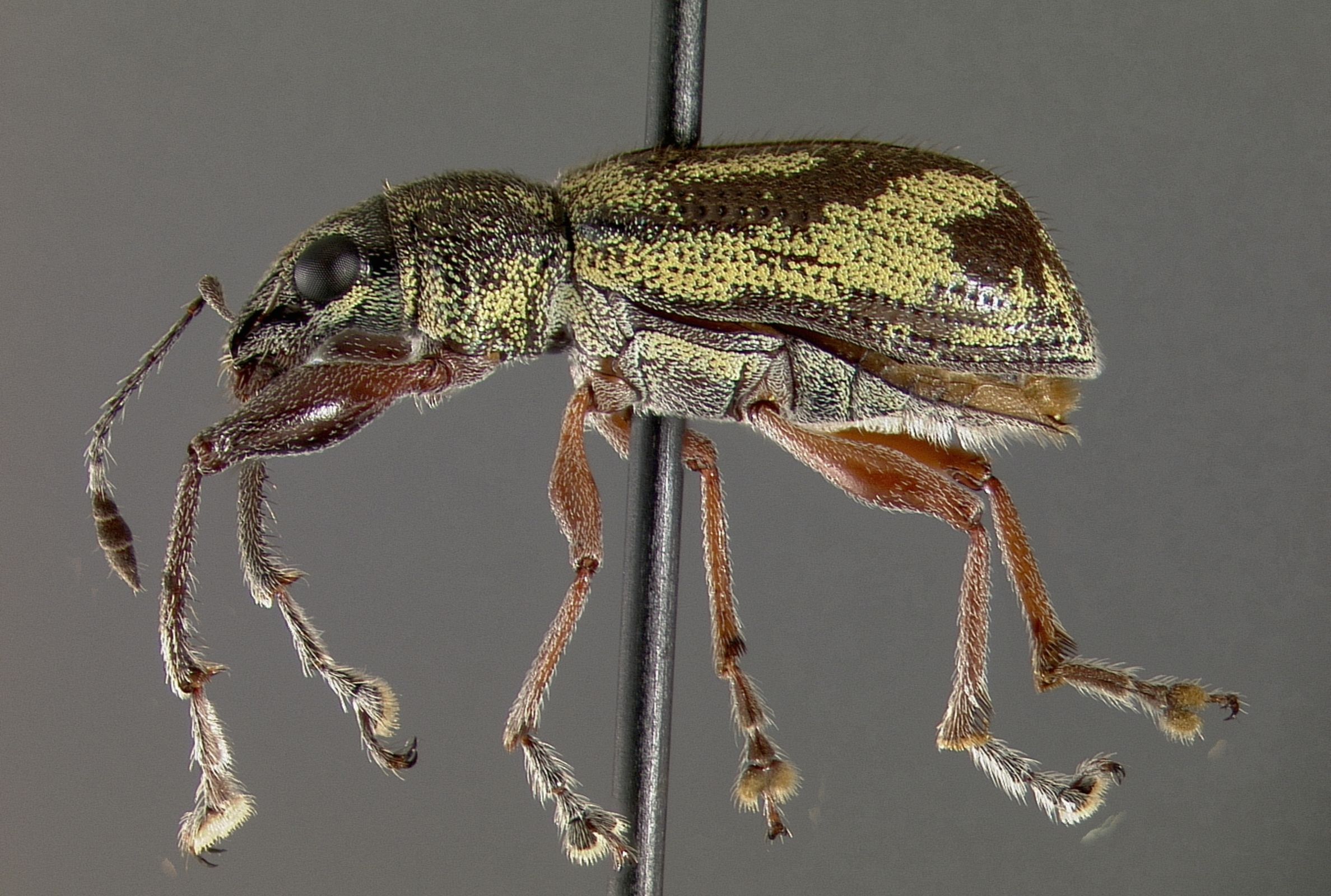 Espécimen montado de Galapaganus howdenae. Foto: A. Sequeira.